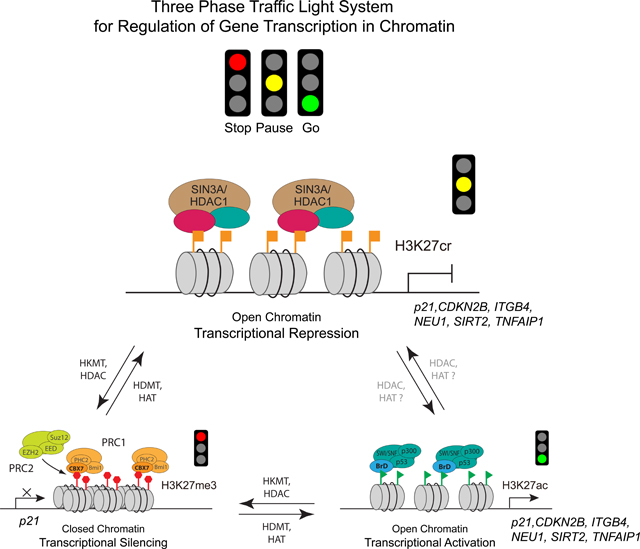 graphic file with name nihms-1962829-f0008.jpg