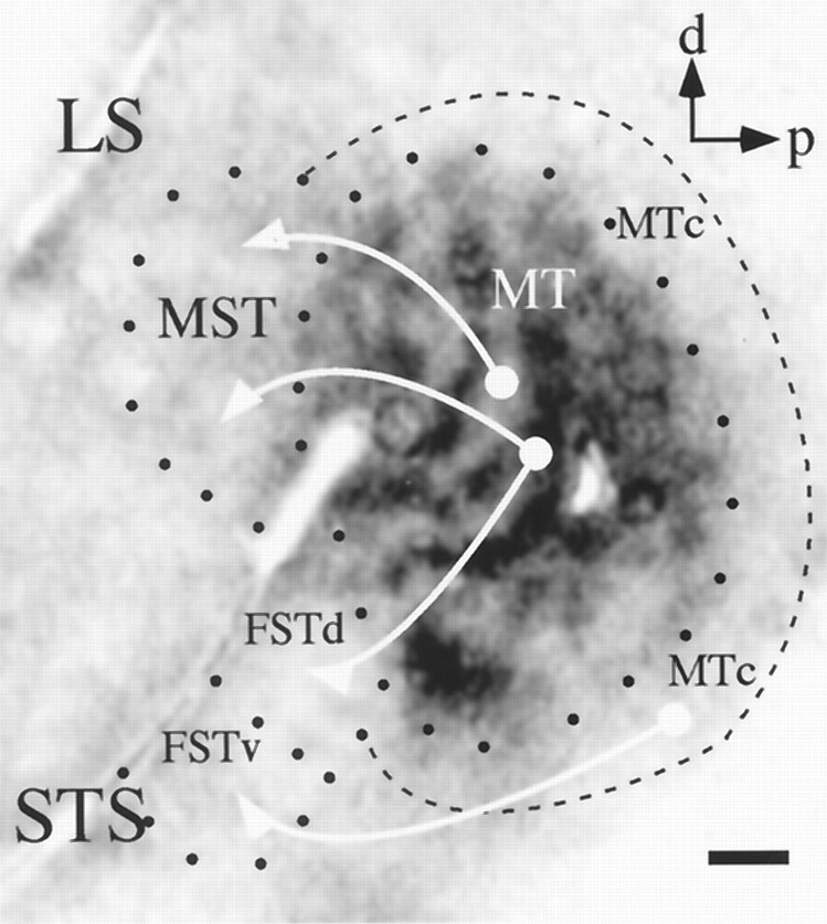 Fig. 12.