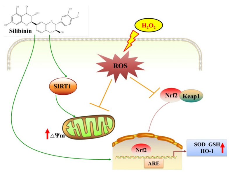 Figure 6