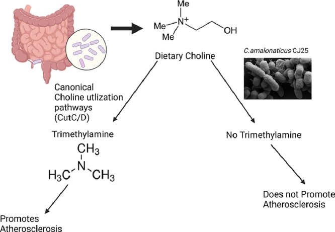 Image, graphical abstract