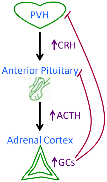 Figure 1)