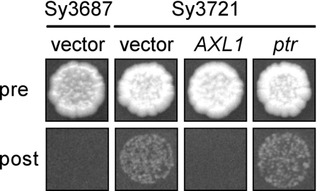 Figure 7