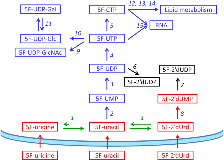 Fig. 16