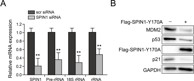 Figure 5—figure supplement 1.