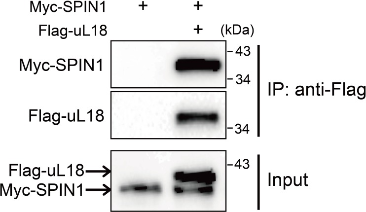 Figure 1—figure supplement 1.