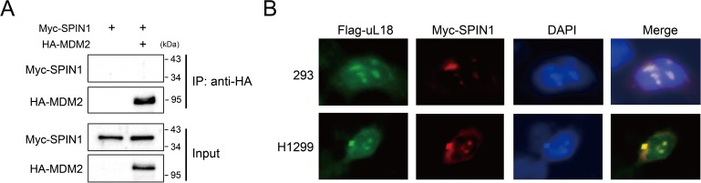 Figure 4—figure supplement 1.