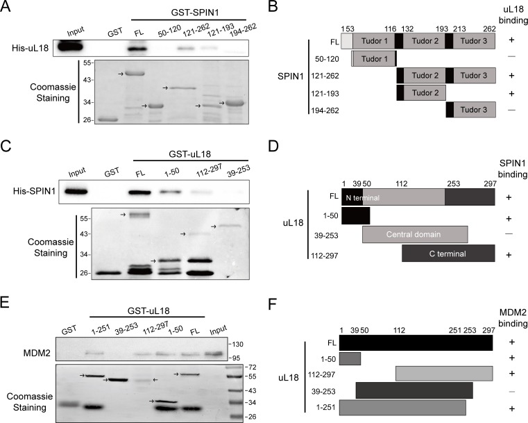 Figure 5—figure supplement 2.