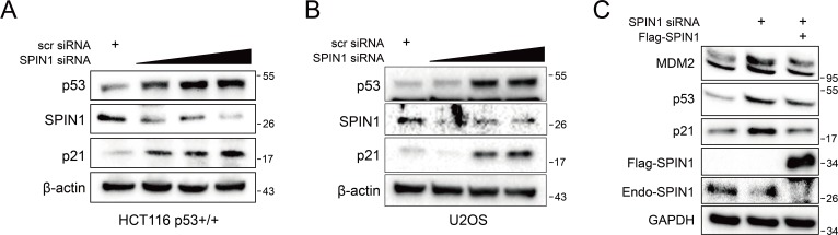 Figure 2—figure supplement 1.