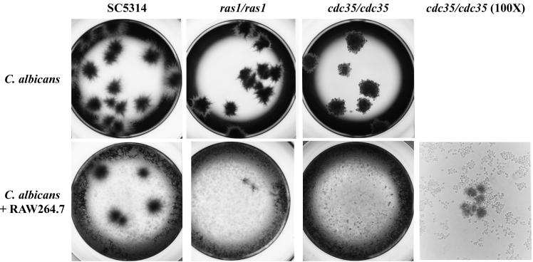 FIG. 1.