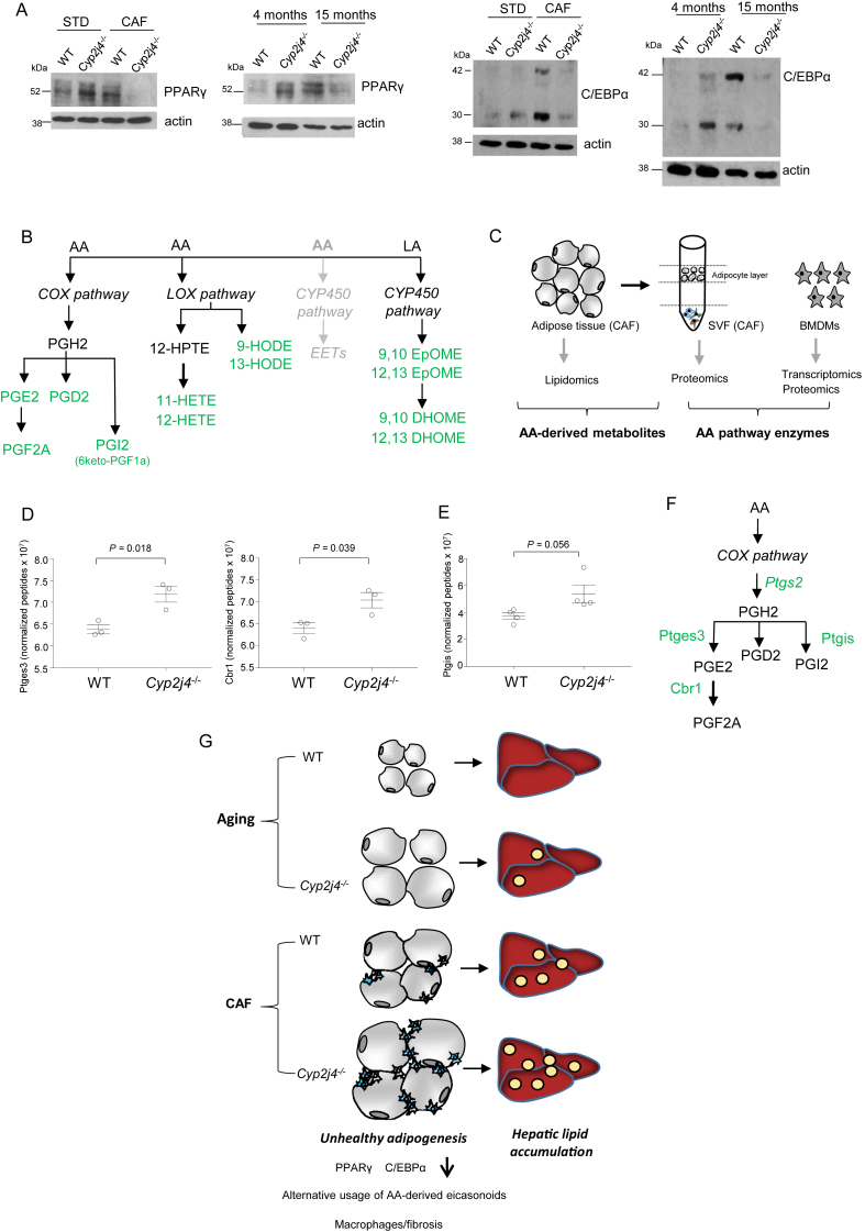 Figure 5