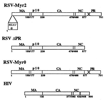 FIG. 1