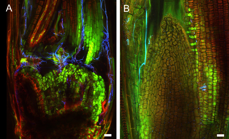 Figure 5.