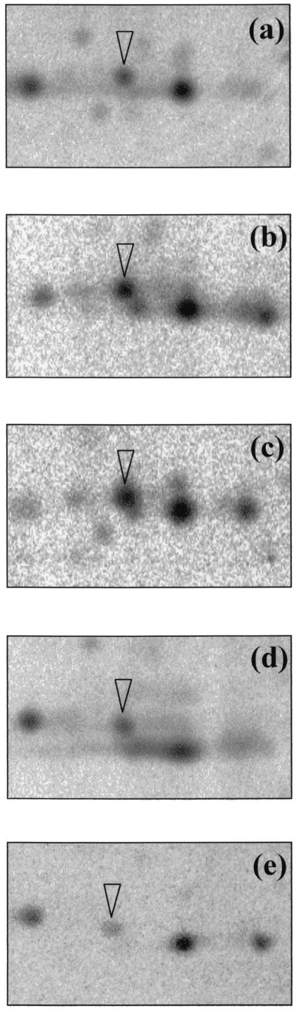 FIG. 5.