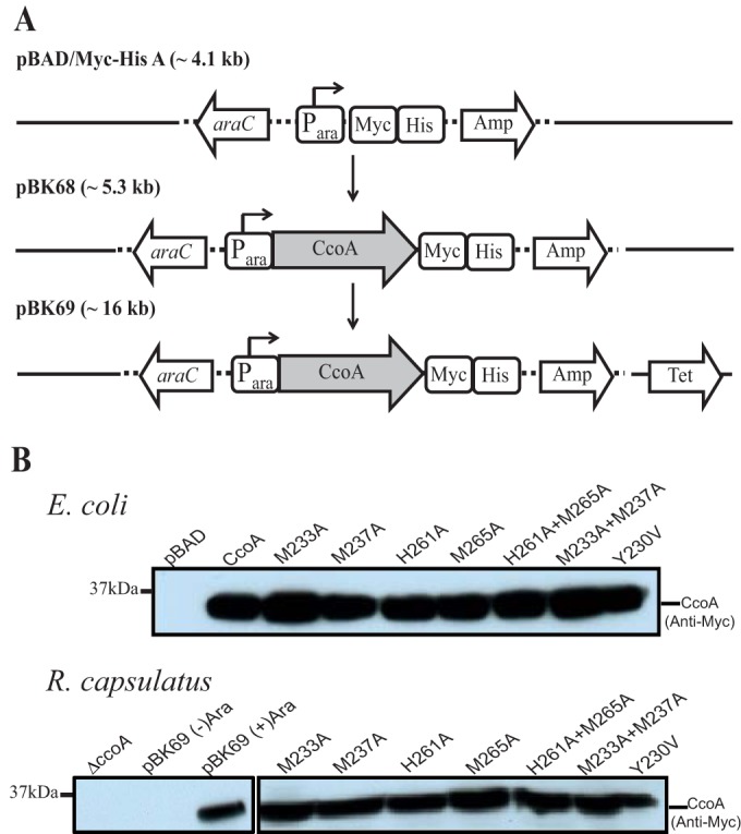 FIG 3 