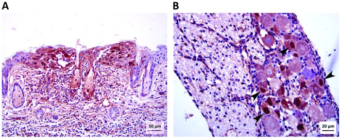 Figure 7.