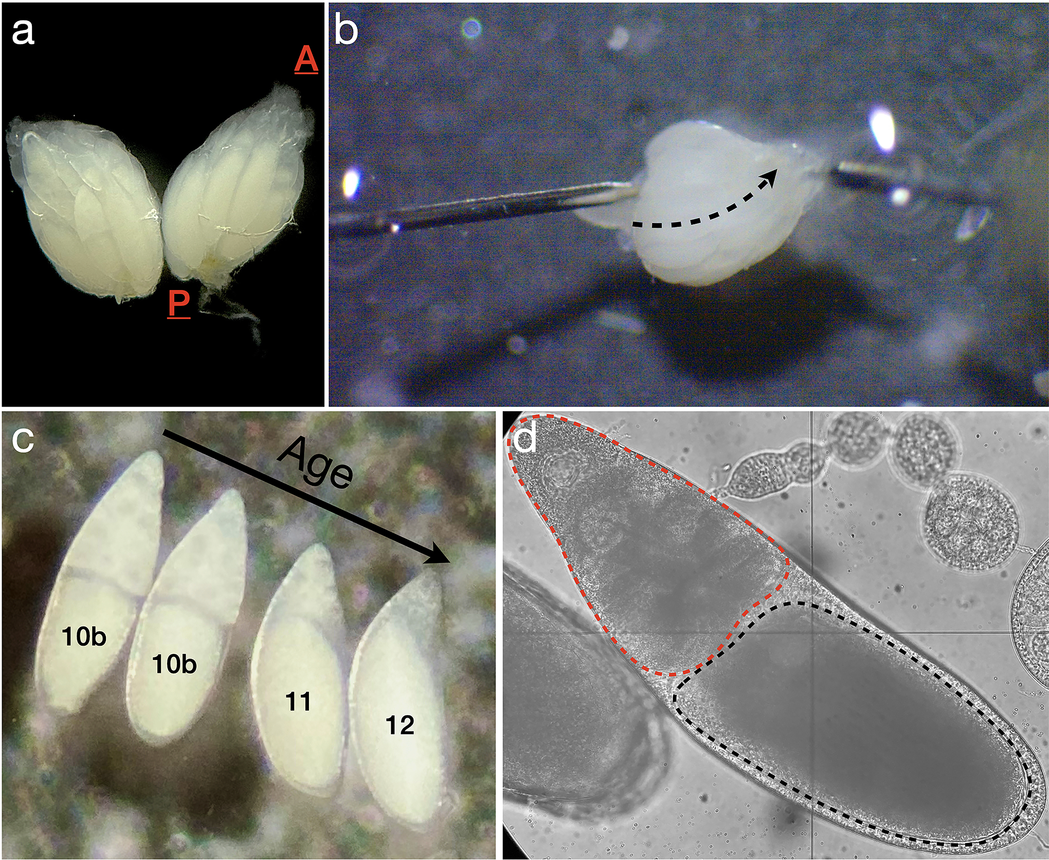 Figure 2: