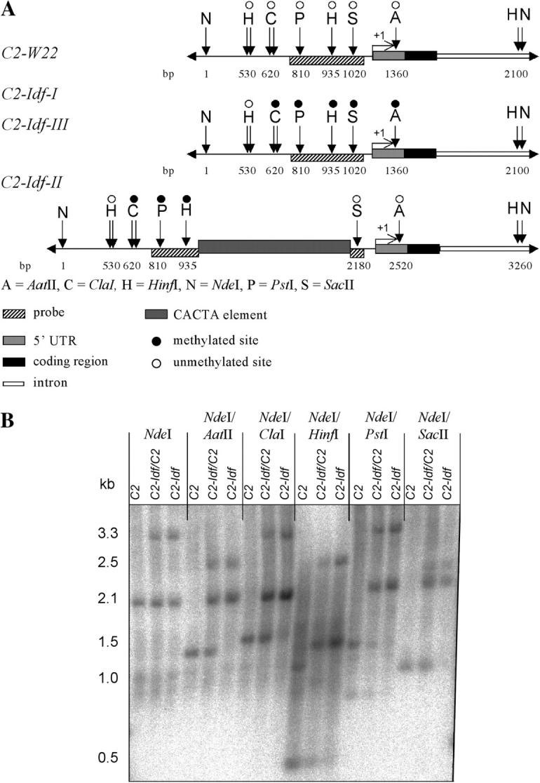 Figure 4.—