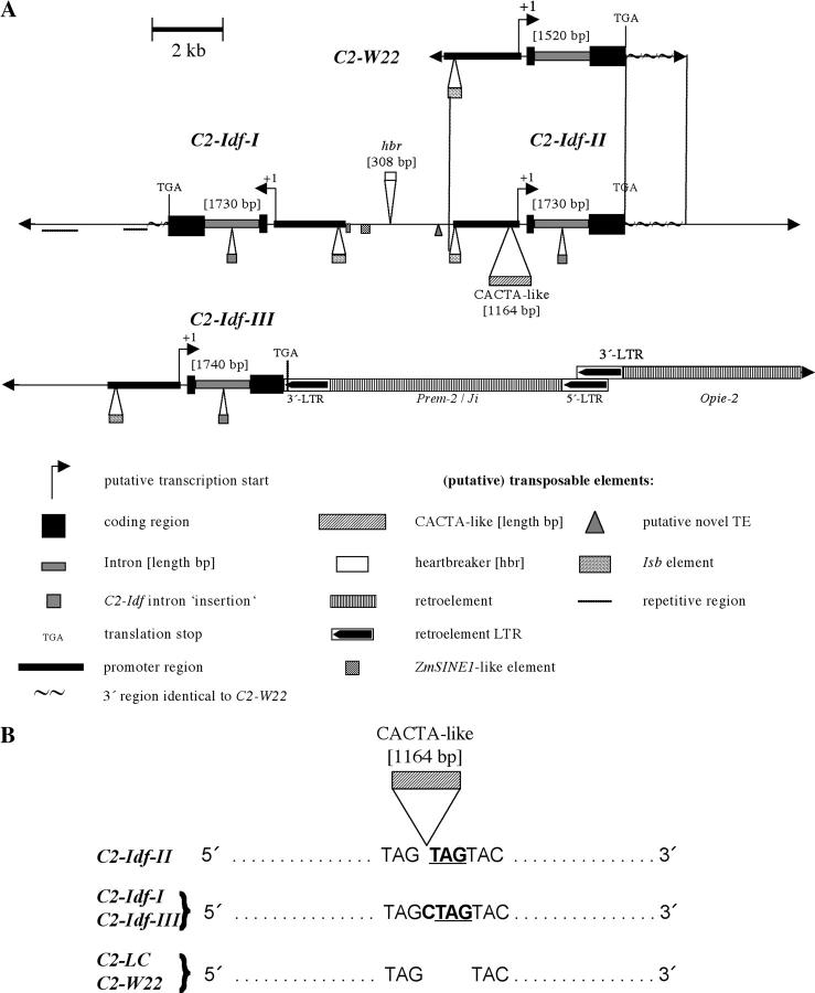 Figure 3.—