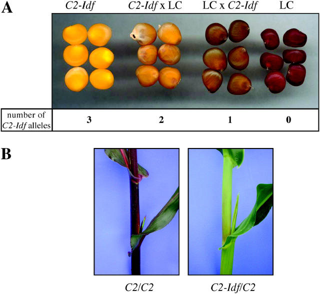 Figure 1.—