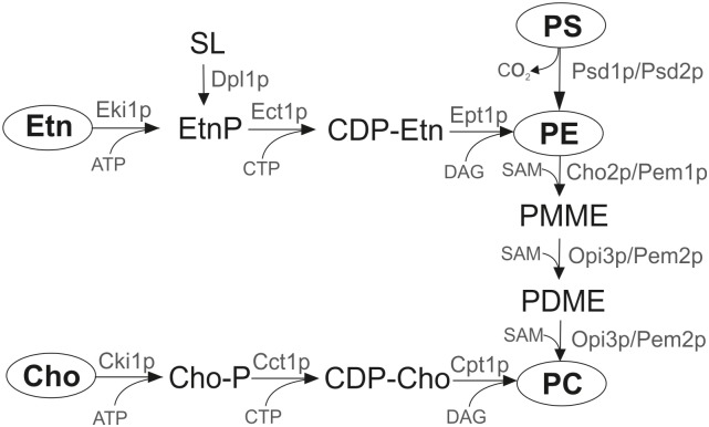 Fig 1