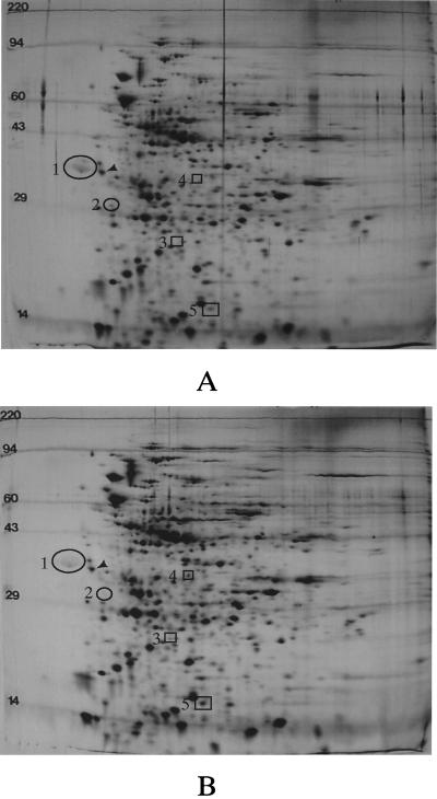 FIG. 6