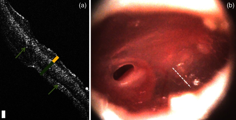 Fig. 8