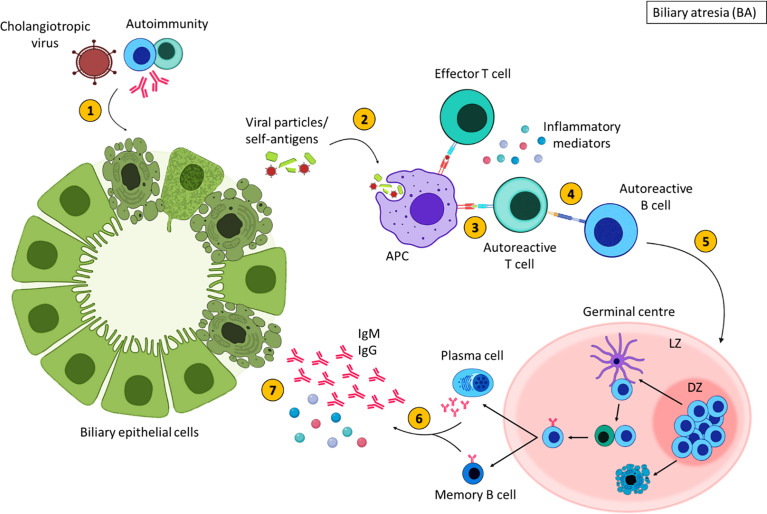 Figure 5