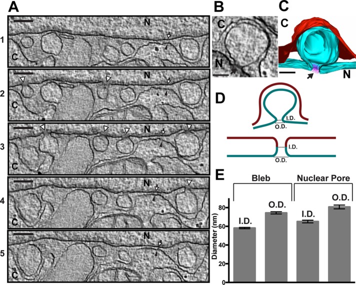 FIGURE 3: