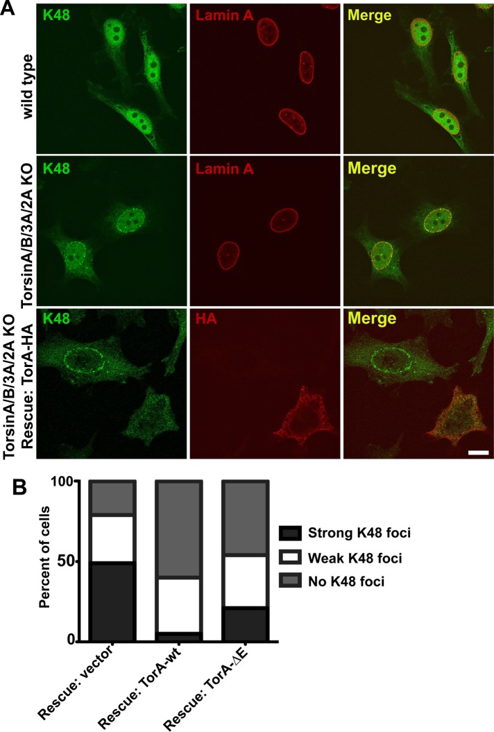 FIGURE 5: