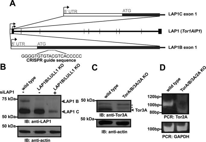 FIGURE 1: