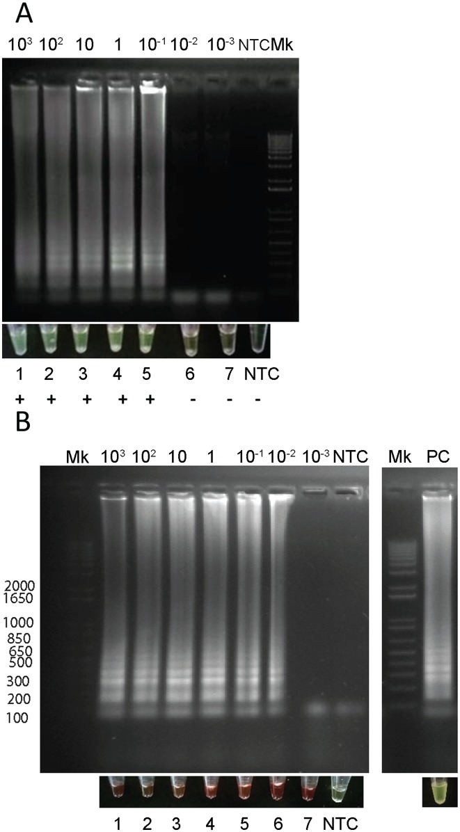 Fig 5