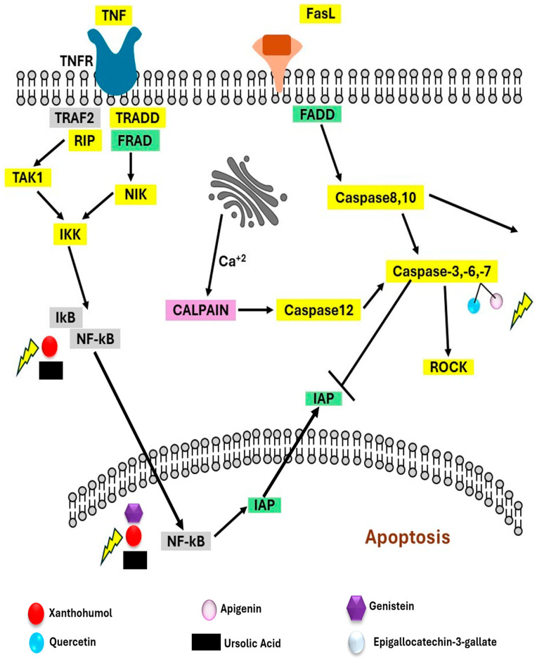 Figure 6