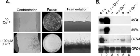 FIG. 6.