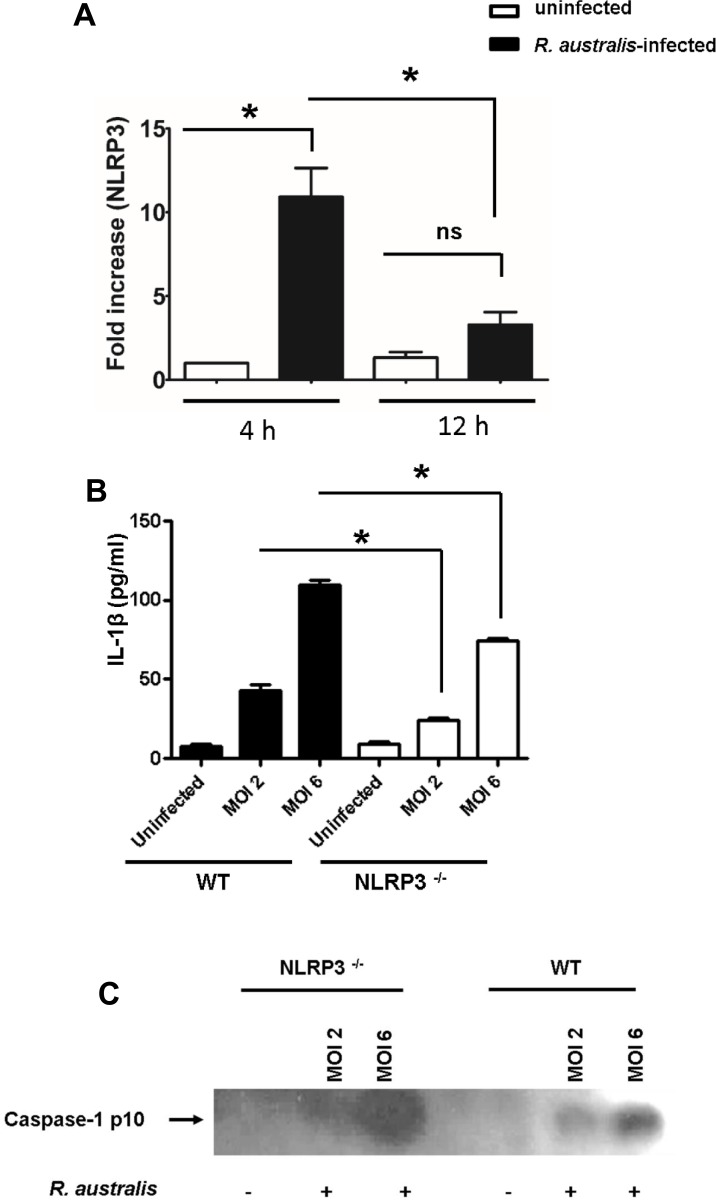 Fig 6