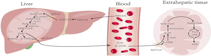 Figure 1