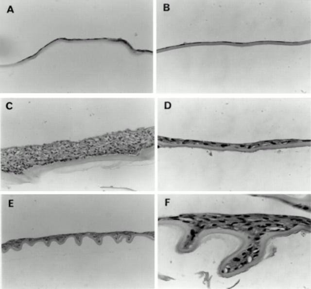 Figure 3  