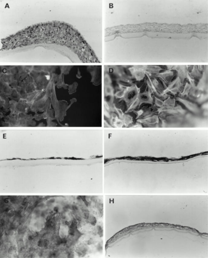 Figure 5  