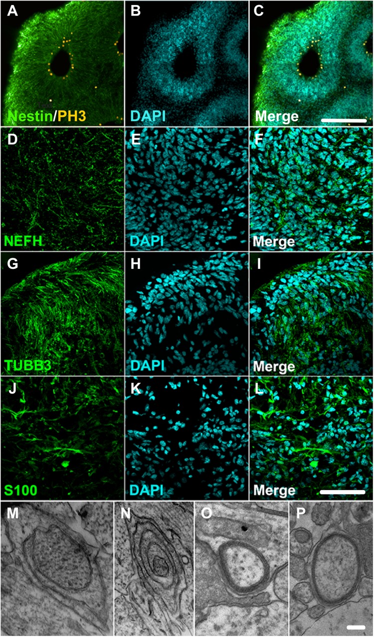 FIGURE 3