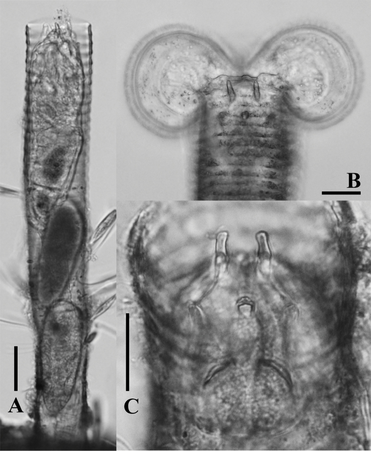 Figure 6.