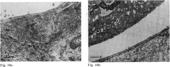 Fig. 10