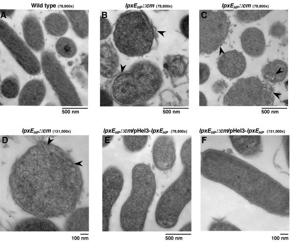 FIG. 7.