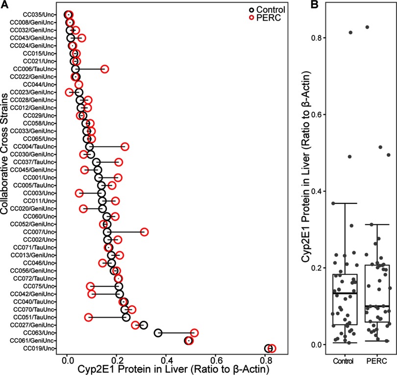 Panel A is a graphical representation indicating collaborative cross strains (y-axis) across concentration of CYP2E1 protein in liver (ratio to beta actin) (x-axis). Panel B is a box-and-whisker plot indicating concentration of CYP2E1 protein in liver (ratio to beta actin) (y-axis) for control and PERC-treated mice (x-axis).