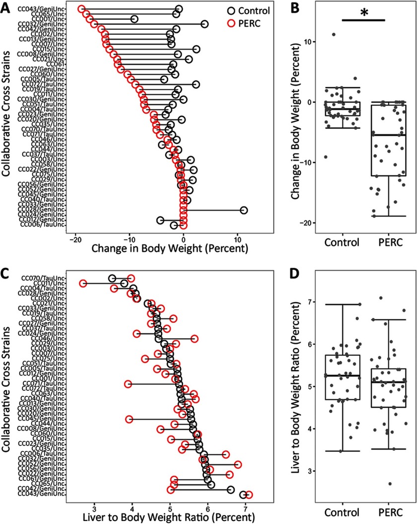 Panels A and C are graphical representations indicating collaborative cross strains (y-axis) across change in body weight in percentage, and liver to body weight ratio in percentage, respectively (x-axis) for control and PERC-treated mice. Panels B and D are box-and-whisker plots indicating change in body weight in percentage and liver to body weight ratio in percentage, respectively (y-axis) for control and PERC-treated mice (x-axis).