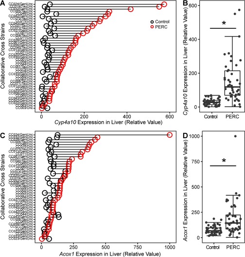 Panels A and C are line graphs indicating collaborative cross strains (y-axis) across Cyp4a10 and Acox1 expression in liver separately (relative value) (x-axis). Panels B and D are box-and-whisker plots indicating Cyp4a10 and Acox1 expression in liver separately (relative value) (y-axis) for control and PERC-treated mice (x-axis).