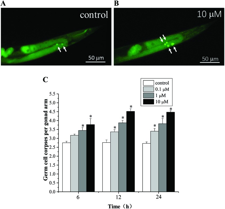 Fig. 2