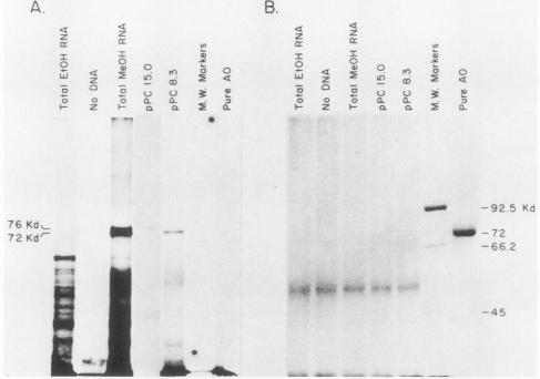 graphic file with name molcellb00101-0218-a.jpg