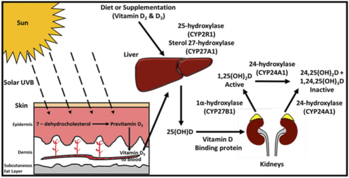 FIGURE 1