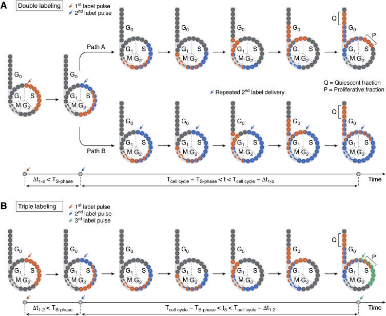 Figure 4