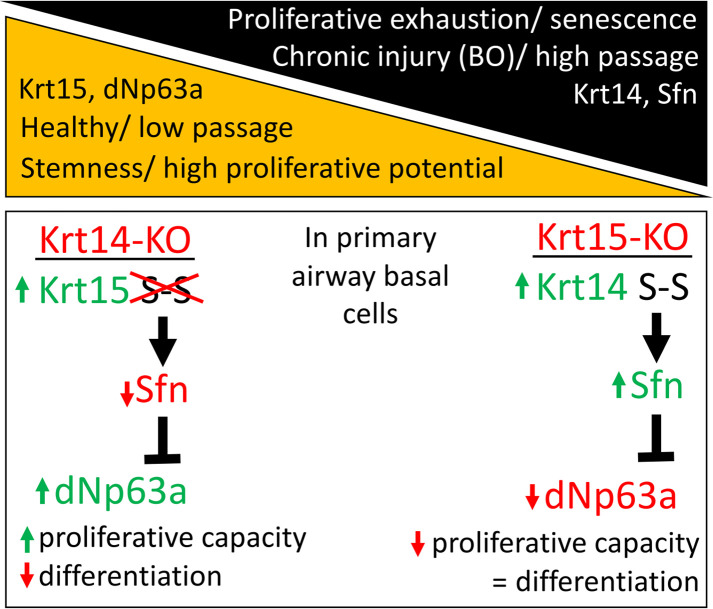 graphic file with name jciinsight-8-162041-g156.jpg