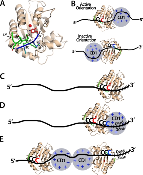 FIGURE 7.